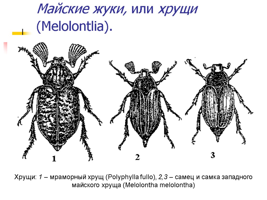 Майские жуки, или хрущи (Melolontlia). Хрущи: 1 – мраморный хрущ (Polyphylla fullo), 2,3 –